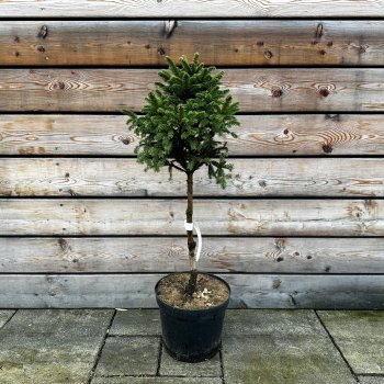 Picea abies (Smrek obyčajný) ´WILL´S ZWERG´ - kont. C7.5L, výška: 60-90 cm